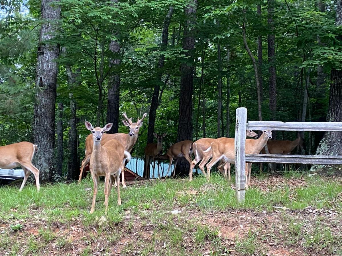 Eagle Mountain River Retreat Ellijay Zewnętrze zdjęcie